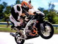 /album/zabavne-obrazky/funny-cow-on-a-motorcycle-jpg1/